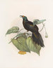Paradigalla carunculata - Daniel Giraud Elliot — widok dzieła