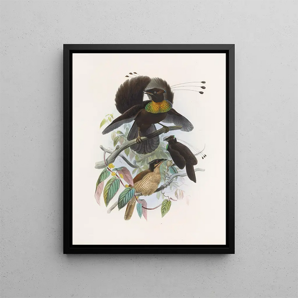 Parotia de six pence - Daniel Giraud Elliot — oprawiony obraz na ścianie