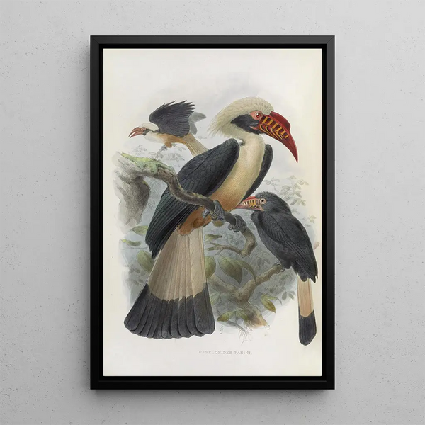 Reprodukcja obrazu Penelopides panini - Daniel Giraud Elliot