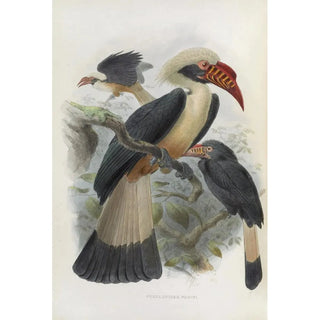 Daniel Giraud Elliot - Penelopides panini.webp