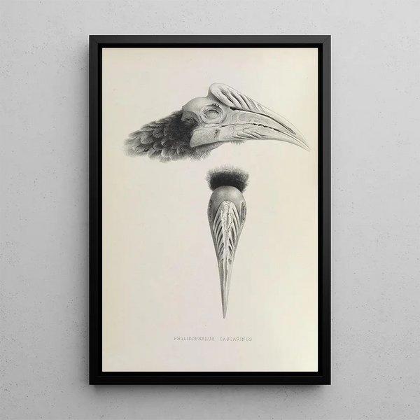 Reprodukcja obrazu Pholidophalus casuarinus - Daniel Giraud Elliot