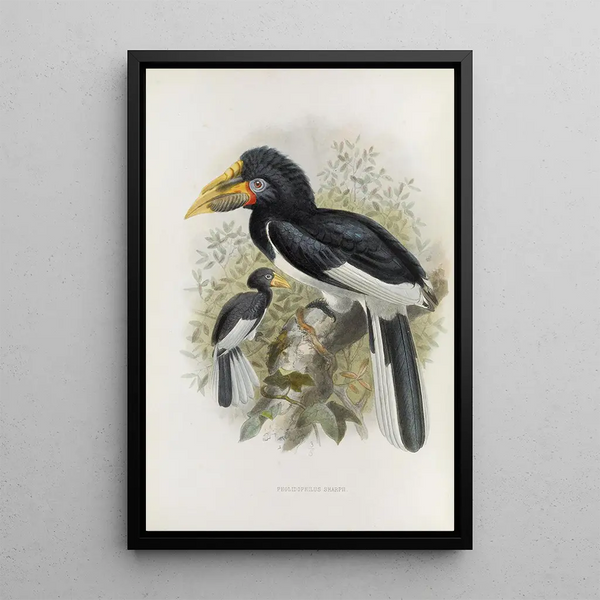 Reprodukcja obrazu Pholidophalus sharpii - Daniel Giraud Elliot