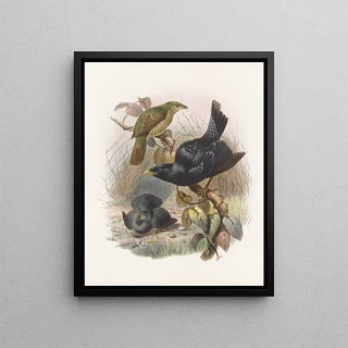 Daniel Giraud Elliot - Ptilorhynchus violaceus.webp