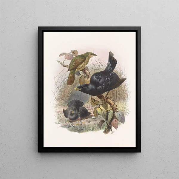 Ptilorhynchus violaceus - Daniel Giraud Elliot — oprawiony obraz na ścianie