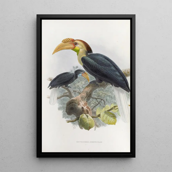 Reprodukcja obrazu Rhytidoceros subruficollis - Daniel Giraud Elliot