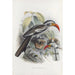 Tockus erythrorhynchus - Daniel Giraud Elliot — widok dzieła