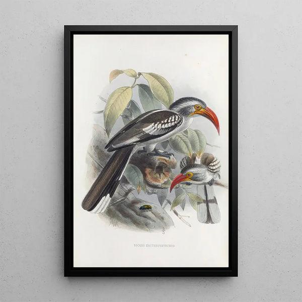 Tockus erythrorhynchus - Daniel Giraud Elliot — oprawiony obraz na ścianie