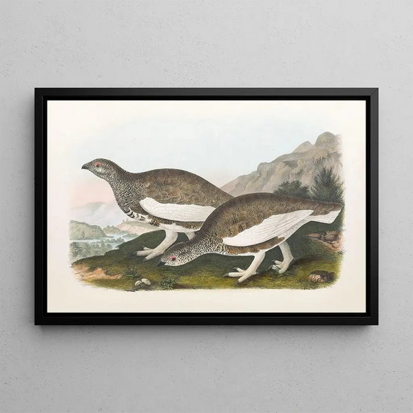 Daniel Giraud Elliot - White Taile Ptarmigan.webp