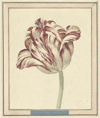 Danil Marot the younger - Tulp met de naam Bisar Kardinaal de Fleuri.webp