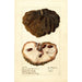 Reprodukcja obrazu Annona squamosa Anona No - Deborah Griscom Passmore