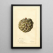 Reprodukcja obrazu Annona squamosa Sweet Sop - Deborah Griscom Passmore