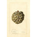 Reprodukcja obrazu Annona squamosa Sweet Sop - Deborah Griscom Passmore