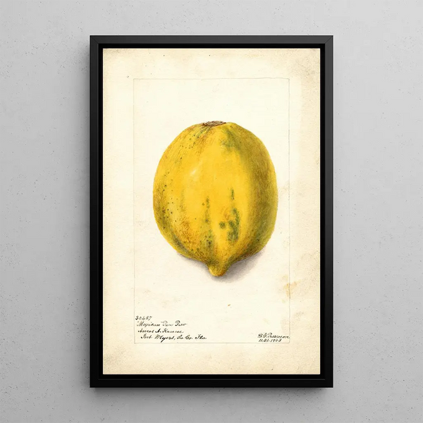 Reprodukcja obrazu Carica papaya - Deborah Griscom Passmore