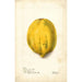 Reprodukcja obrazu Carica papaya - Deborah Griscom Passmore