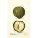 Casimiroa edulis - Deborah Griscom Passmore — widok dzieła
