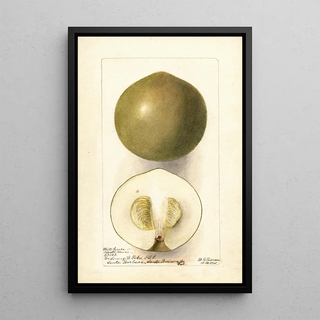 Deborah Griscom Passmore - Casimiroa edulis Zapota Blanco.webp