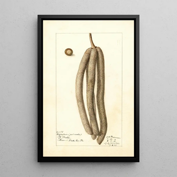 Cecropia palmata - Deborah Griscom Passmore — oprawiony obraz na ścianie