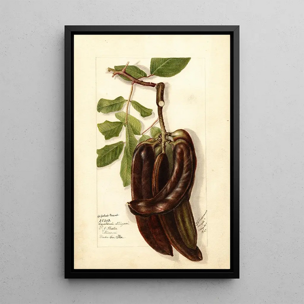 Reprodukcja obrazu Ceratonia siliqua L - Deborah Griscom Passmore