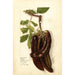 Reprodukcja obrazu Ceratonia siliqua L - Deborah Griscom Passmore