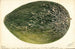 Citrullus lanatus Turkestan - Deborah Griscom Passmore — widok dzieła