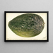 Citrullus lanatus Turkestan - Deborah Griscom Passmore — oprawiony obraz na ścianie