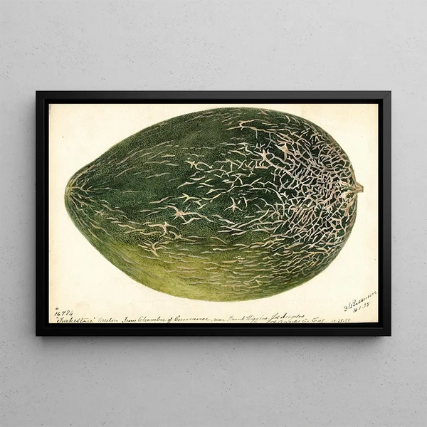 Citrullus lanatus Turkestan - Deborah Griscom Passmore — oprawiony obraz na ścianie