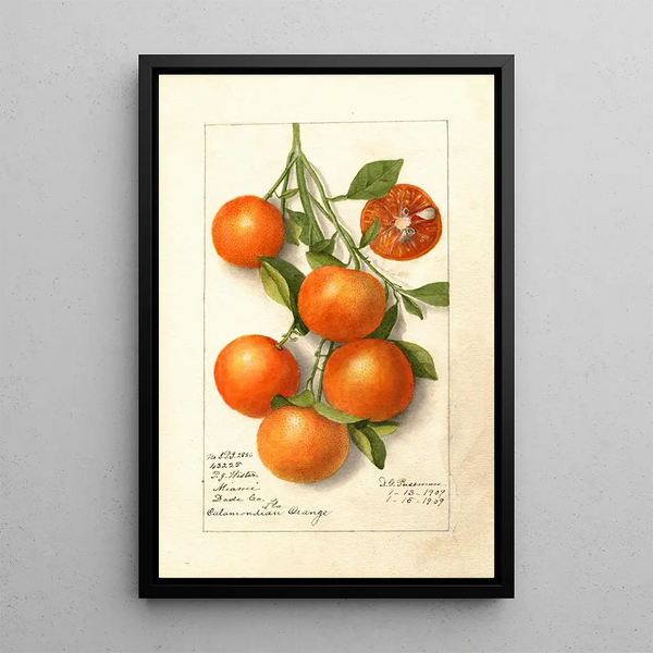 Citrus Calamondian - Deborah Griscom Passmore — oprawiony obraz na ścianie