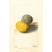 Citrus limon - Deborah Griscom Passmore — widok dzieła