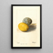 Citrus limon - Deborah Griscom Passmore — oprawiony obraz na ścianie