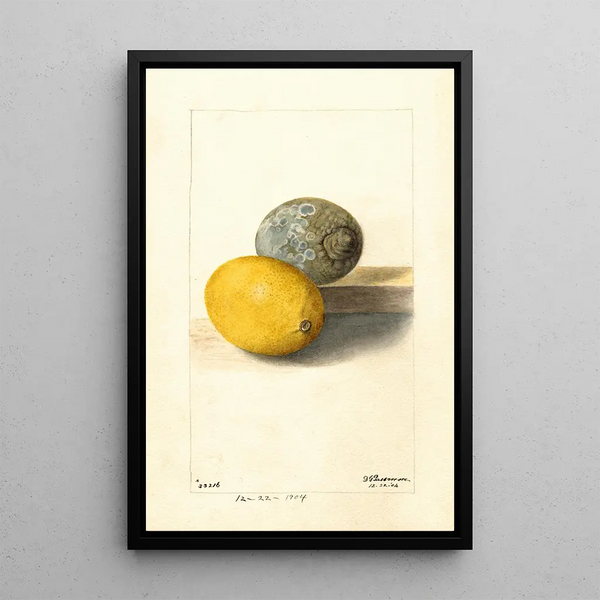 Citrus limon - Deborah Griscom Passmore — oprawiony obraz na ścianie