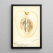 Reprodukcja obrazu Citrus medica Citron de commerce - Deborah Griscom Passmore