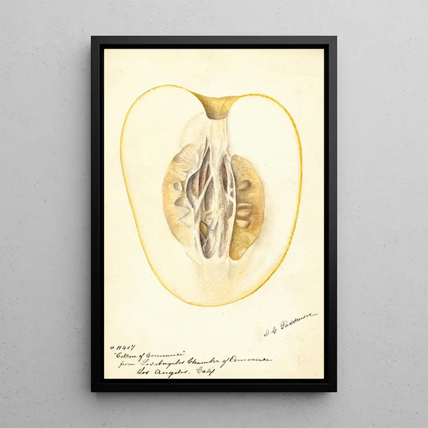Reprodukcja obrazu Citrus medica Citron de commerce - Deborah Griscom Passmore