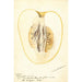Reprodukcja obrazu Citrus medica Citron de commerce - Deborah Griscom Passmore
