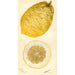 Citrus medica Lyman - Deborah Griscom Passmore — widok dzieła