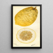 Citrus medica Lyman - Deborah Griscom Passmore — oprawiony obraz na ścianie