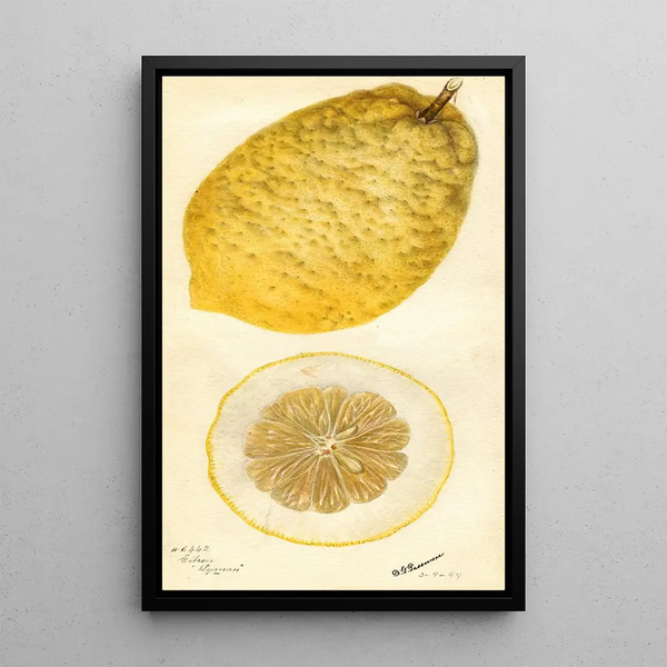 Citrus medica Lyman - Deborah Griscom Passmore — oprawiony obraz na ścianie