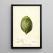 Reprodukcja obrazu Citrus medica Pomo d'Adams - Deborah Griscom Passmore