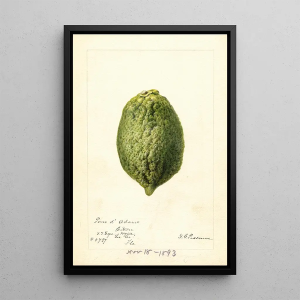 Reprodukcja obrazu Citrus medica Pomo d'Adams - Deborah Griscom Passmore