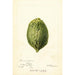 Reprodukcja obrazu Citrus medica Pomo d'Adams - Deborah Griscom Passmore