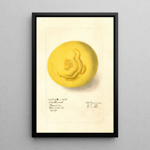 Citrus paradisi - Deborah Griscom Passmore — oprawiony obraz na ścianie