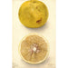 Citrus paradisi Ellen - Deborah Griscom Passmore — widok dzieła
