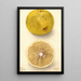 Citrus paradisi Ellen - Deborah Griscom Passmore — oprawiony obraz na ścianie