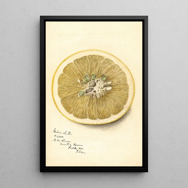 Reprodukcja obrazu Citrus paradisi Silver Cluster - Deborah Griscom Passmore