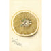 Reprodukcja obrazu Citrus paradisi Silver Cluster - Deborah Griscom Passmore
