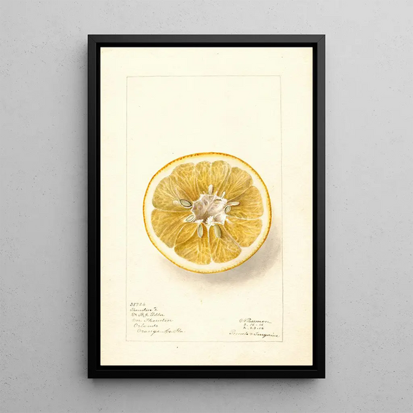 Citrus paradisi Thornton No - Deborah Griscom Passmore — oprawiony obraz na ścianie