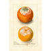 Citrus sinensis - Deborah Griscom Passmore — widok dzieła