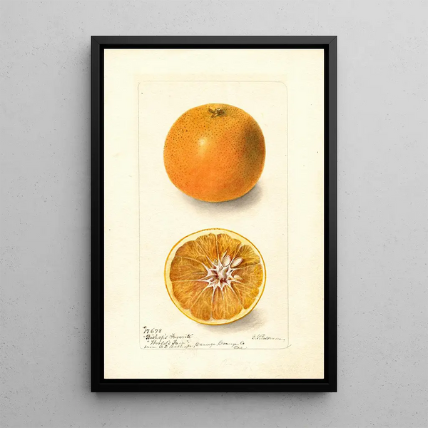 Citrus sinensis Bishops Favorite - Deborah Griscom Passmore — oprawiony obraz na ścianie