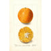 Citrus sinensis brazylijski - Deborah Griscom Passmore — widok dzieła