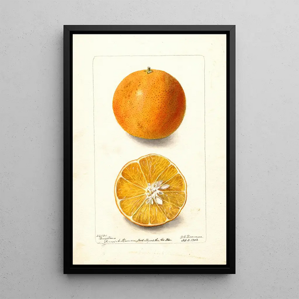 Citrus sinensis brazylijski - Deborah Griscom Passmore — oprawiony obraz na ścianie