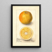 Citrus sinensis Conners Seedling - Deborah Griscom Passmore — oprawiony obraz na ścianie